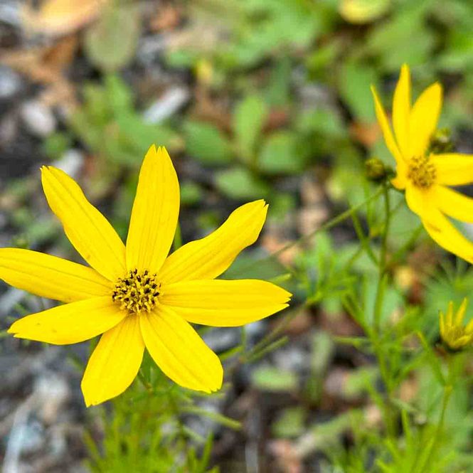 Hovedbilde Kransvakkerøye 'Zagreb'