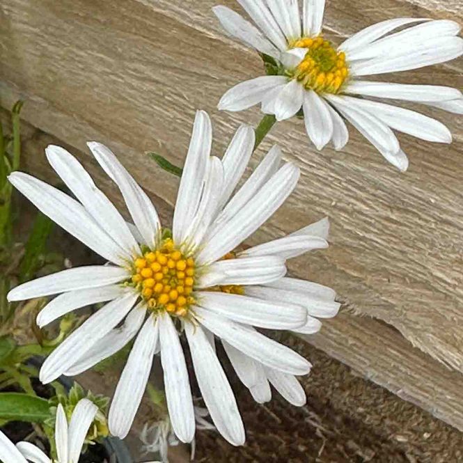 Hovedbilde Alpeasters 'Weisse Schøne'