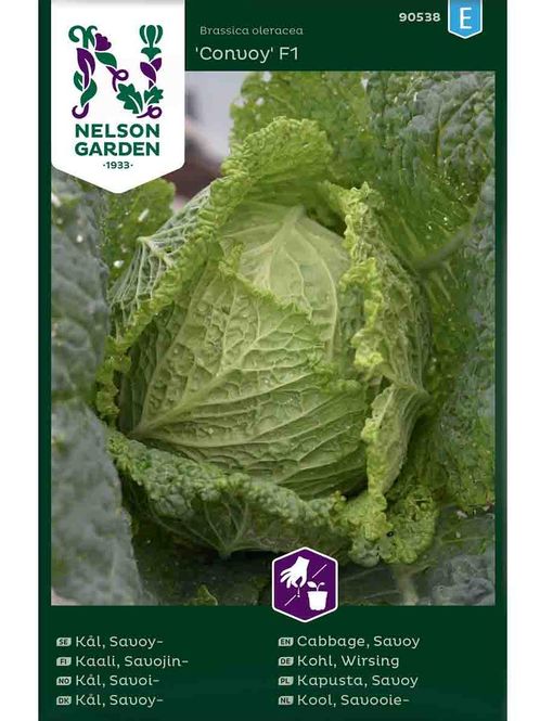 Hovedbilde Savoikål  'Convoy' F1