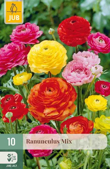 Hovedbilde Ranunkler Mix 10pk
