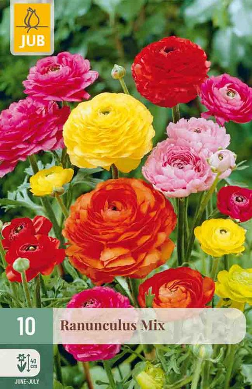 Ranunkler Mix 10pk