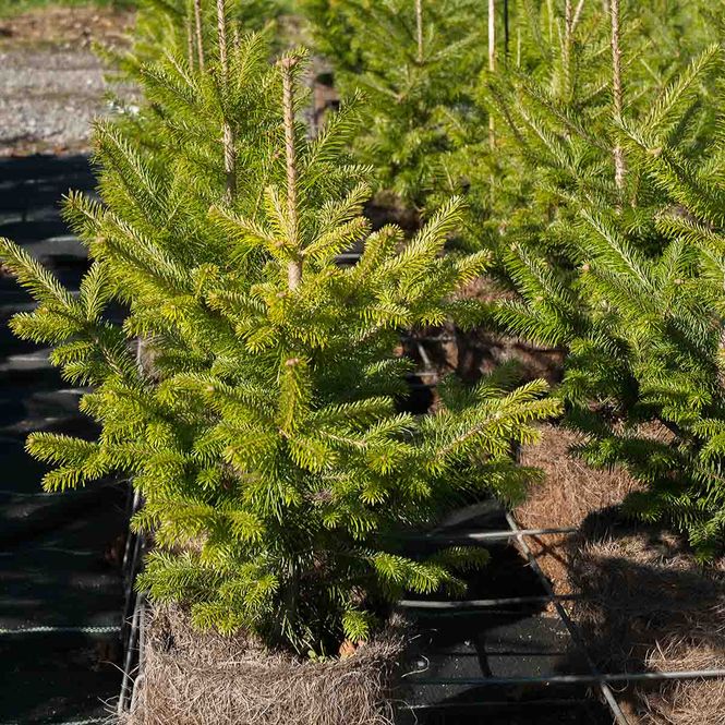 Hovedbilde Sibiredelgran