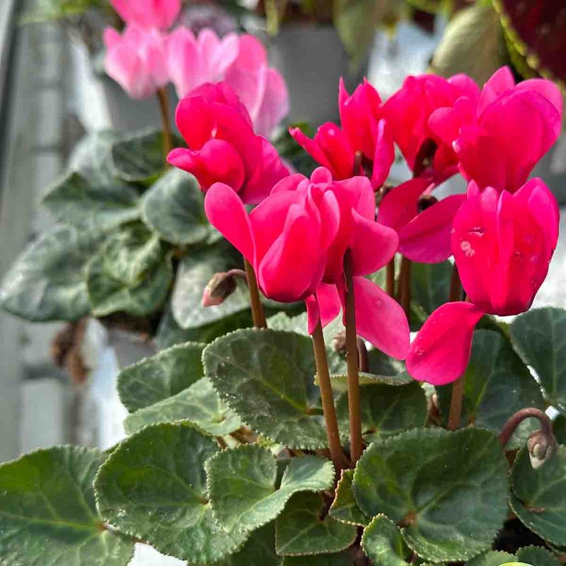 Hagecyclamen