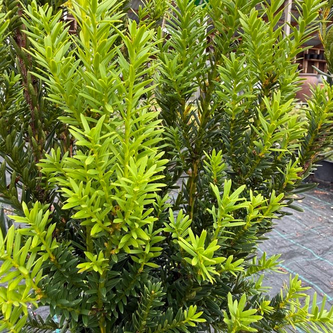 Hovedbilde Barlind 'Hillii'