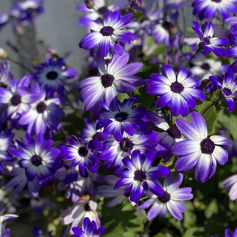 Senetti 