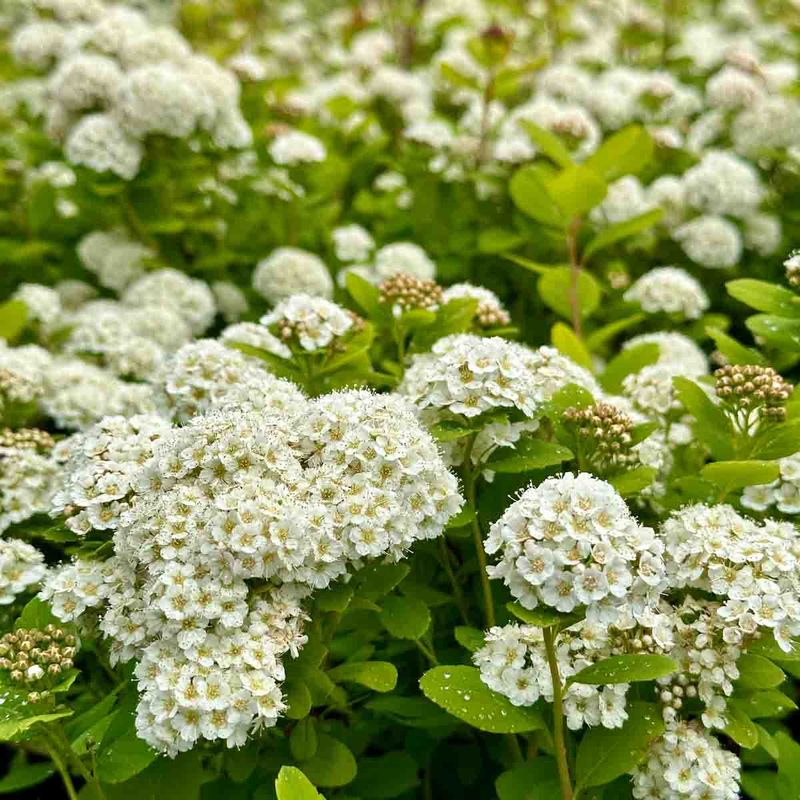 Bjørkebladspirea 'Tor Gold'