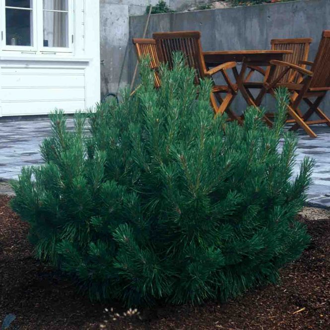 Hovedbilde Dvergbuskfuru 'Hohe Tatra'