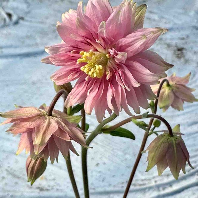 Hovedbilde Akeleie 'Pink Barlow'