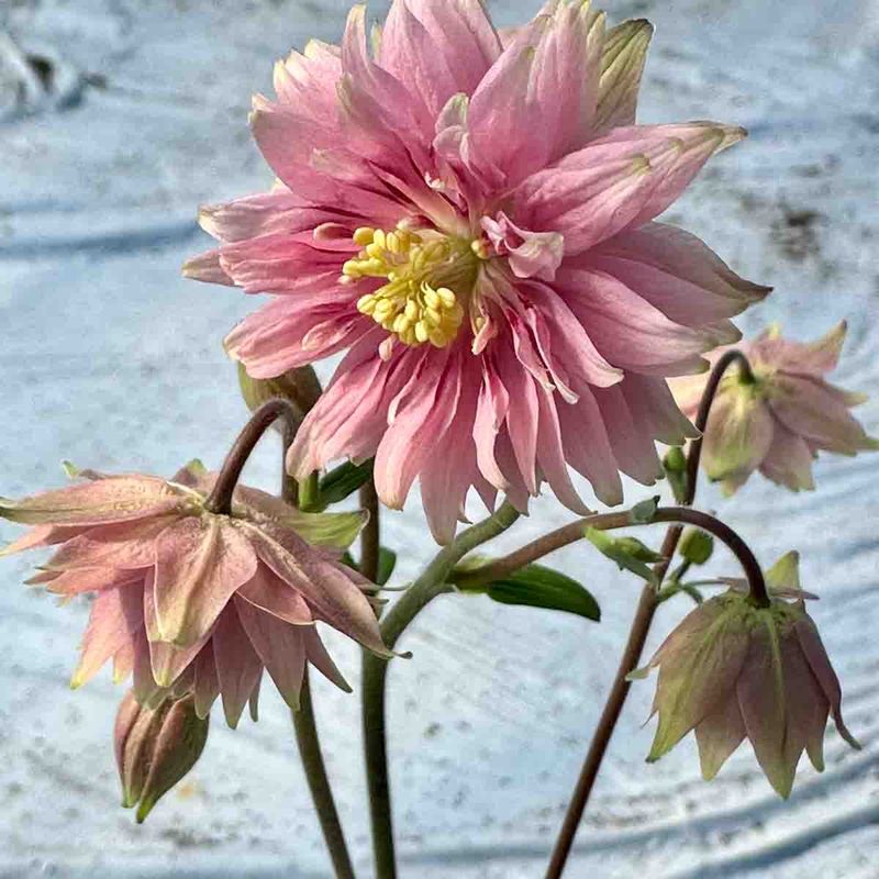 Akeleie 'Pink Barlow'