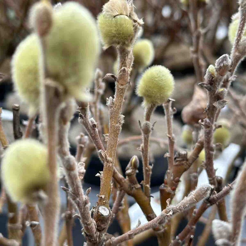 Ullvier 'Skodde'