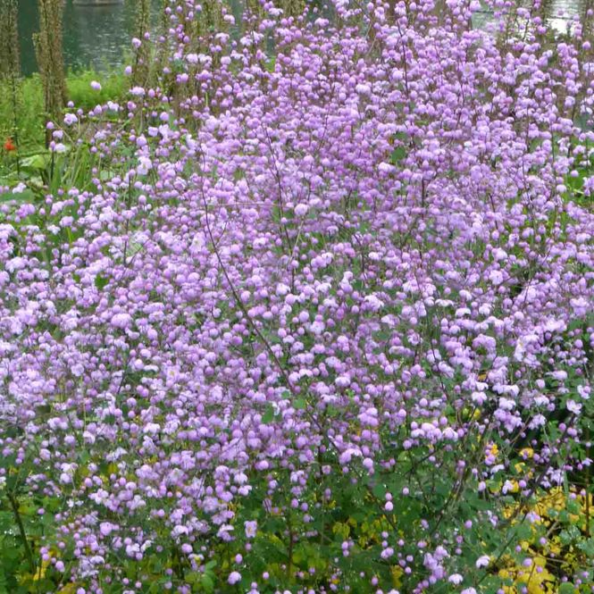 Hovedbilde Vingefrøstjerne 'Splendide'